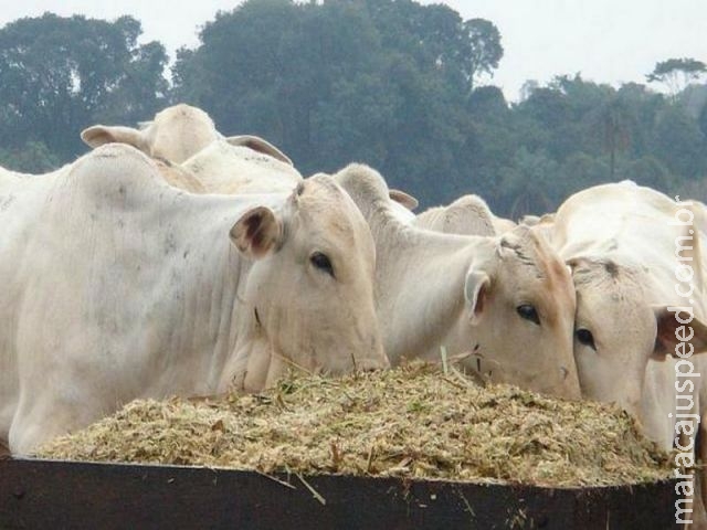 Brasil abre mercado do Japão para carne bovina