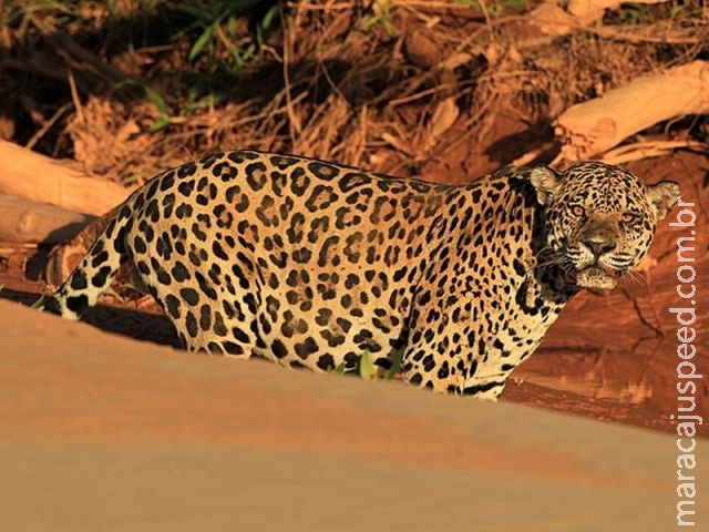  Medicina tradicional asiática ajuda a mover caça ilegal de onças na Amazônia