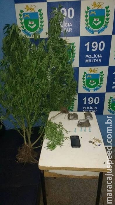 ‘Agricultura familiar’: PM flagra pai e filho cultivando maconha em casa