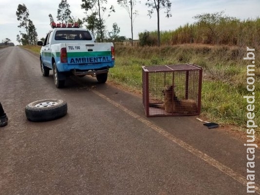 PMA resgata lobo-guará atropelado em rodovia de MS