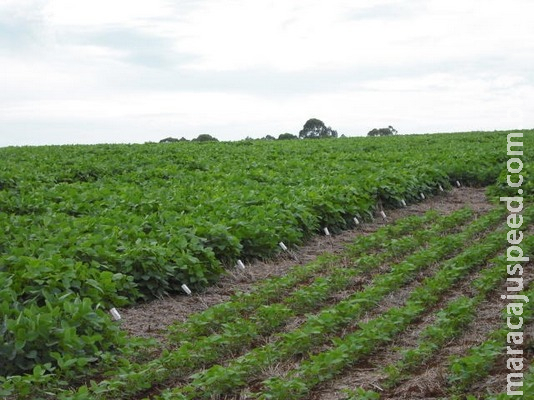 Espaçamento reduzido na soja pode potencializar os rendimentos da lavoura