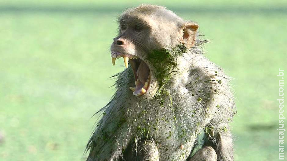  Macaco rouba e mata bebê de 12 dias 