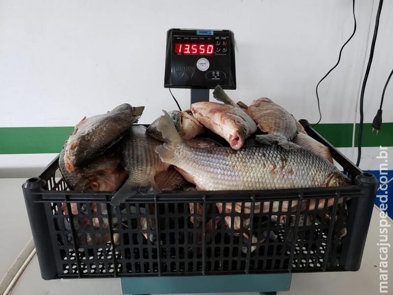 Polícia Militar Ambiental prende e autua homem e mulher em R$ 3,7 mil transportando 64 kg de pescado ilegal que tinham capturado no rio Amambai