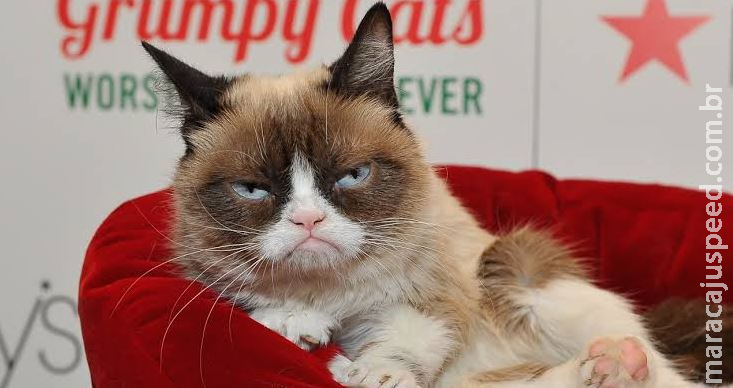 Morre “Grumpy Cat”, gata rabugenta que virou meme na internet