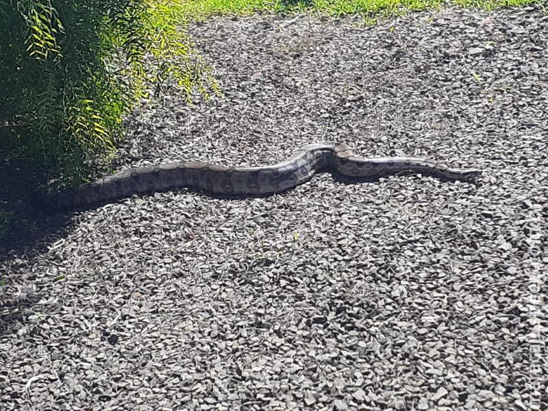 PMA captura serpente de 2 metros no pátio de loja em Campo Grande