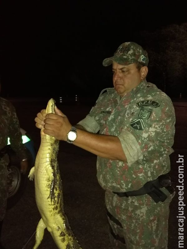 Polícia Militar Ambiental de Miranda captura jacaré de 1,5 metro em bairro