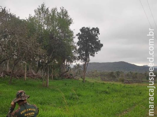 Polícia descobre exploração ilegal de vegetação com ajuda de satélite