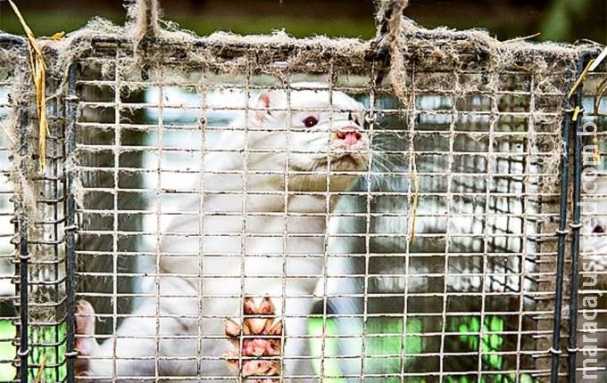 Animais mortos com mutação da covid ‘emergem’ da tumba na Dinamarca