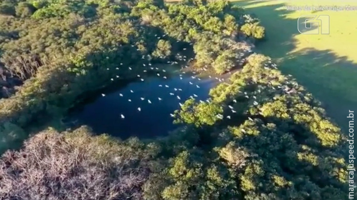  Do alto, biólogo de MS filma momento em que garças se juntam e 