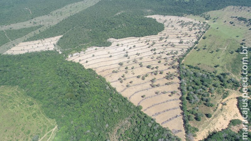 Em Coxim, falsa agrônoma e fazendeiro são multados em R$ 90 mil por desmatamento ilegal