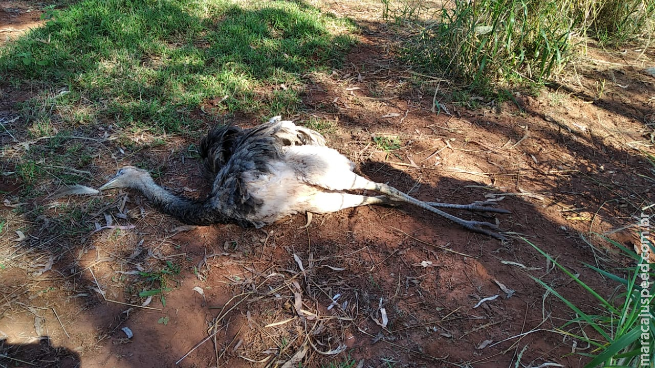  Em Vicentina, PMA autua dono de sítio em R$ 7 mil por maus tratos a jumentos emas que eram mantidas em cercado e foram encontradas mortas 