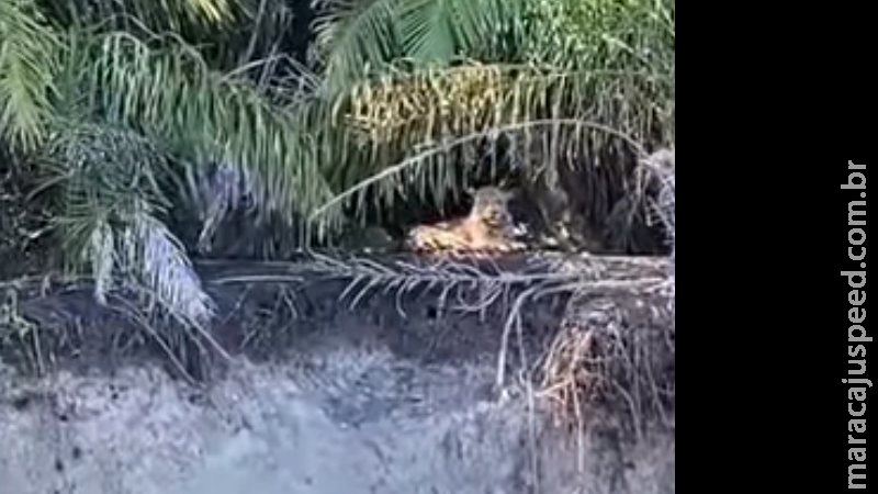 No dia da Terra, equipe que monitora meio ambiente flagra quatro onças no Pantanal