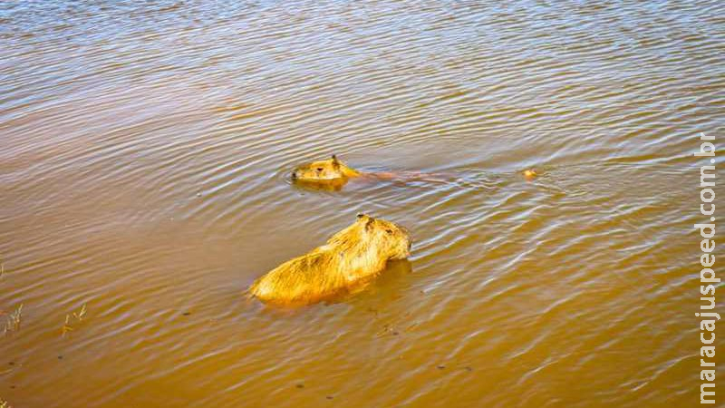 Pesca ilegal termina com capivara perfurada por anzol em cidade de MS