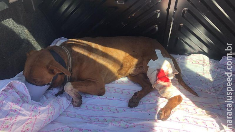 Pitbull é resgatado por voluntários após ser atropelado na Avenida Mascarenhas de Moraes