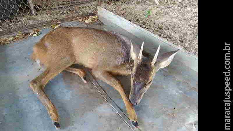 PMA resgata veado ferido a tiro em Aquidauana