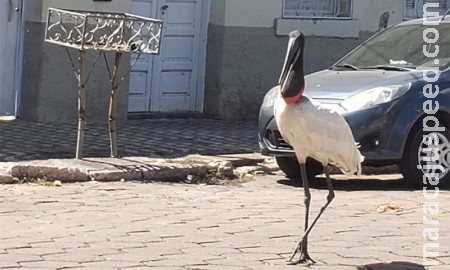 Símbolo do Pantanal, tuiuiú é flagrado passeando em área central de Corumbá