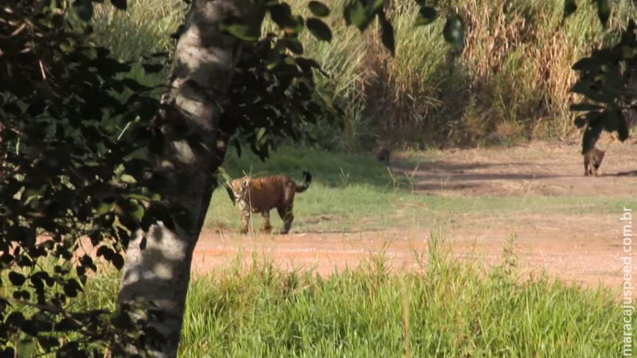  VÍDEO: Onças são vistas passeando em fazenda na região de Miranda 