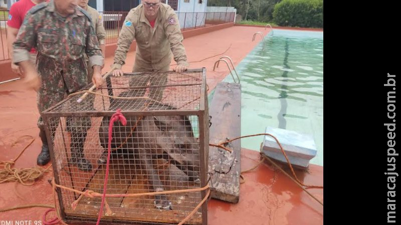 Anta com mais de 200 kg é resgatada após cair em piscina de clube