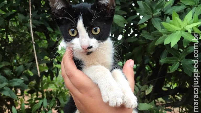 Com cães e gatos, Feira de Adoção será realizada no próximo sábado em Campo Grande