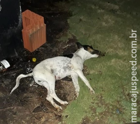  Para se vingar de irmão, homem mata cachorro a chutes e termina preso 