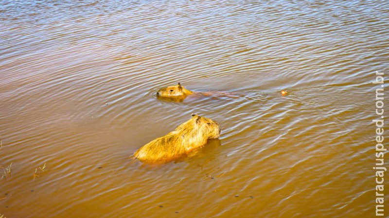 SES alerta para febre maculosa, doença transmitida por carrapato encontrado em capivaras