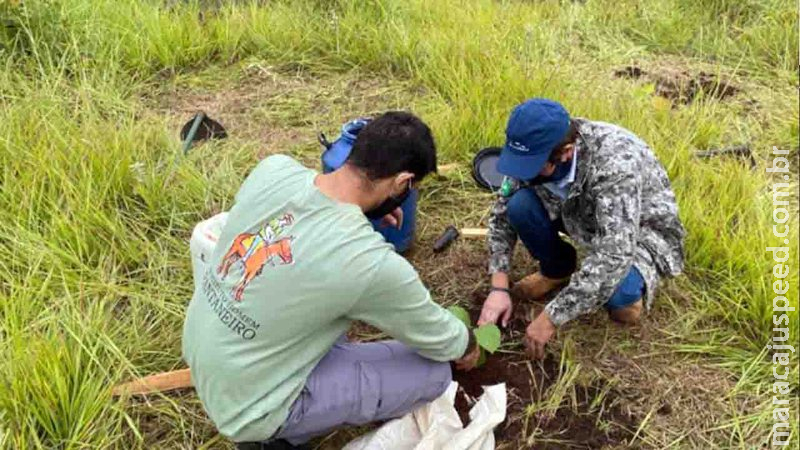 Voluntários plantam mudas na região mais degradada de MS e ajudam preservação do Pantanal