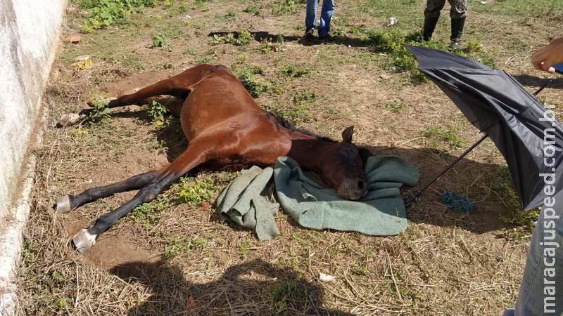 Cavalo morre após ser abandonado e proprietário responderá por maus-tratos