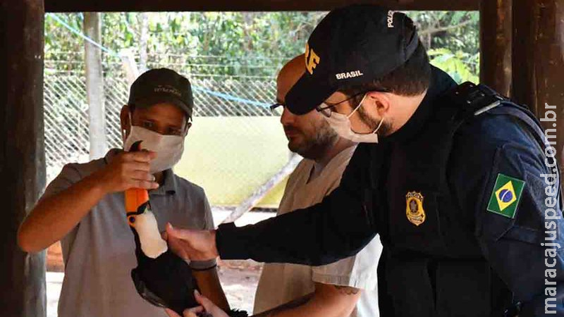 Caminhoneiro encontra tucano com asa ferida no meio de rodovia e ave é levada ao Cras de Campo Grande