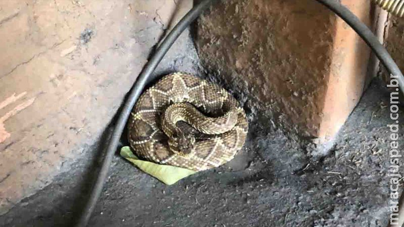 Serpente cascavel é encontrada dentro de loja em Campo Grande e proprietário aciona a PMA