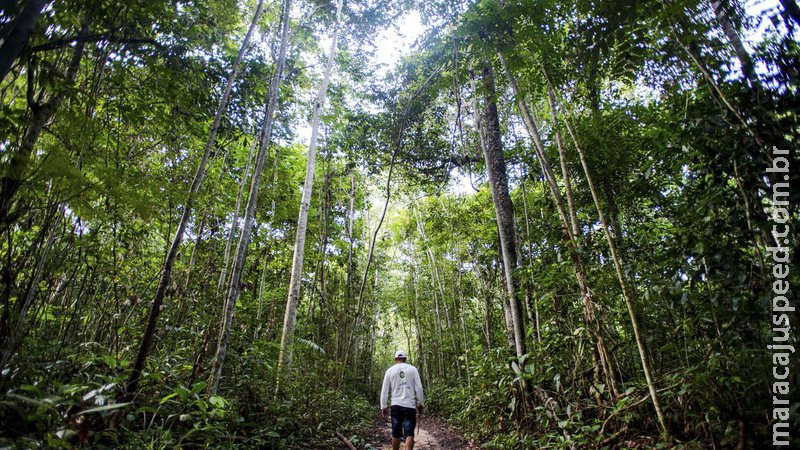 Dez florestas protegidas liberam mais carbono do que absorvem