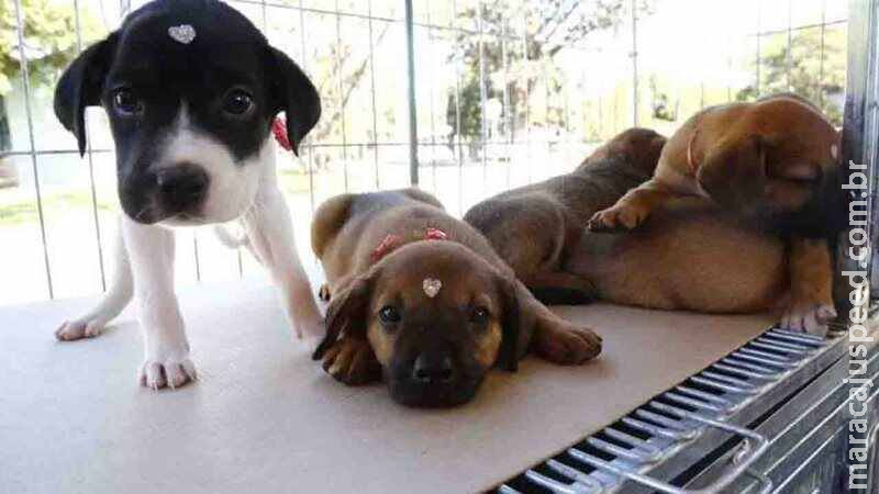 Dia Nacional do Cachorro: secretaria realiza live para debater adoção dos animais