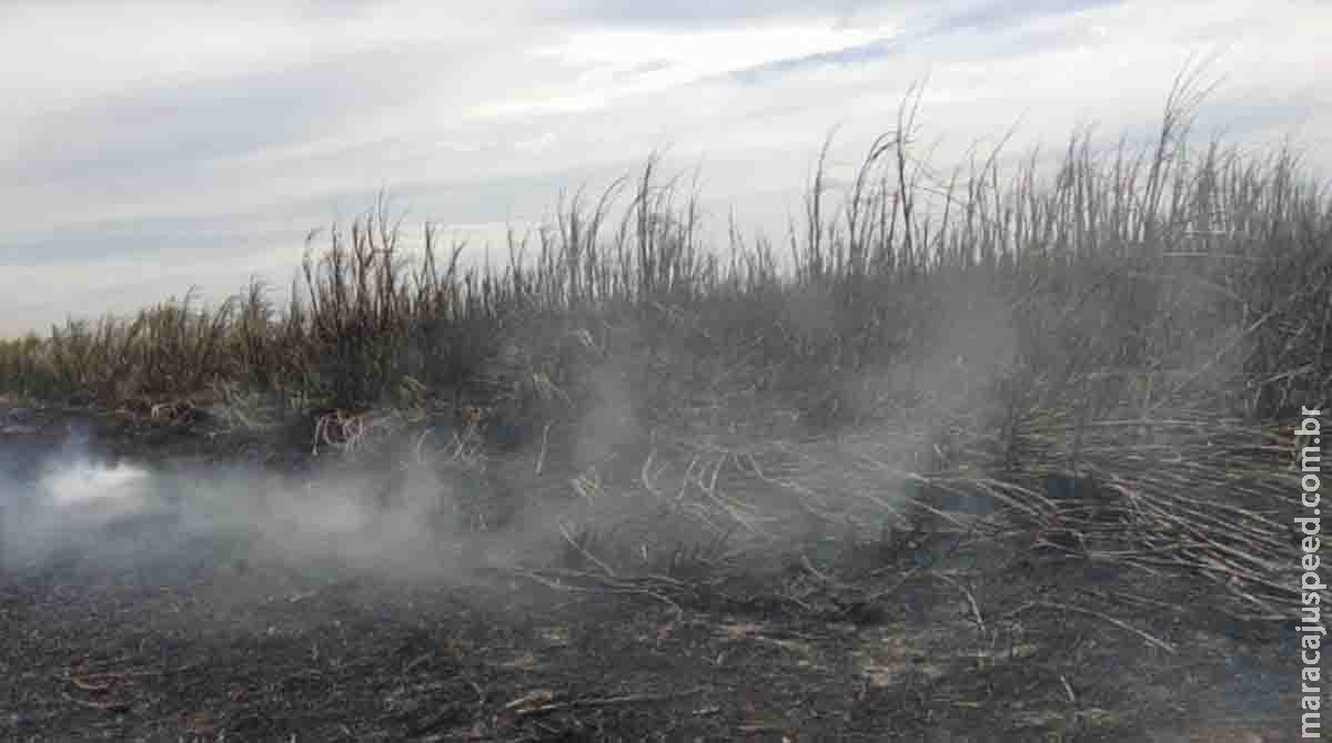 Prevenção a incêndios no Pantanal aplica R$ 33 milhões em multas a fazendeiros em MS