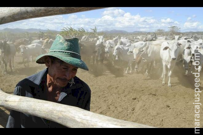 Brasil inicia 2ª etapa da campanha de vacinação contra febre aftosa