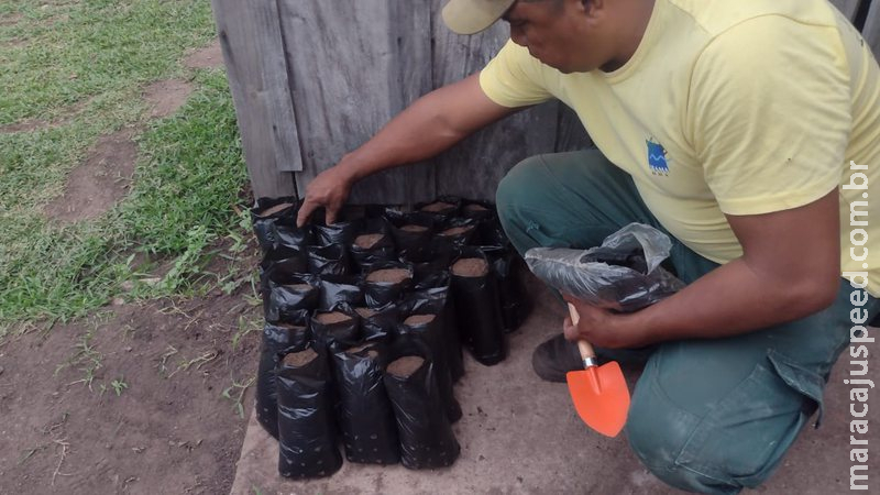 Indígenas participam de oficina de produção de mudas nativas do Pantanal e Cerrado