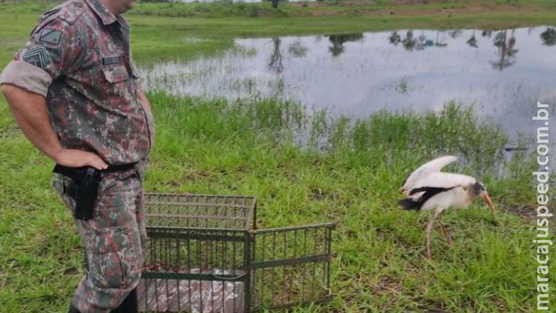 Jaburu encontrado em residência é solto em lagoa de Naviraí