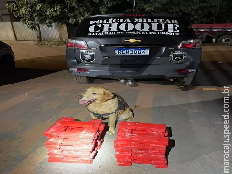 Com ajuda de cão farejador, Choque descobre malas recheadas com maconha em ônibus