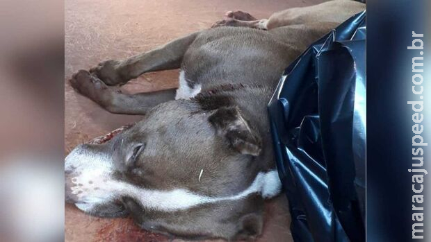 Pitbull é morto com dois tiros após matar gato e atacar famílias em Corumbá 