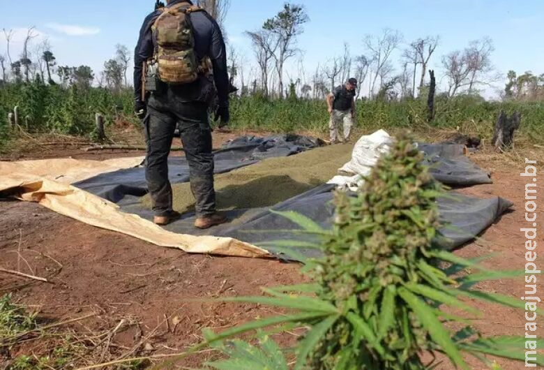 Senad destrói 24 toneladas de maconha em investida contra traficantes