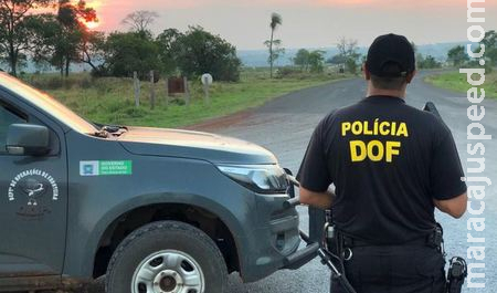 Caminhão com carga de silagem é preso pela DOF com maconha em Sidrolândia