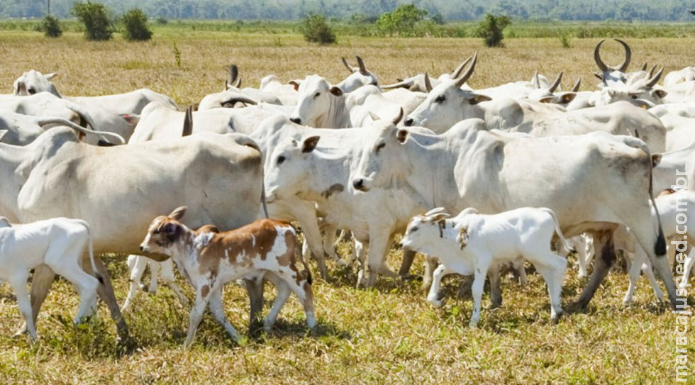 Ladrões de gado correm atrás e tentam matar caseiro que flagrou furto em fazenda 