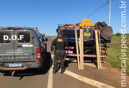 Polícia encontra quase 3 toneladas de maconha escondidas em carga de madeira