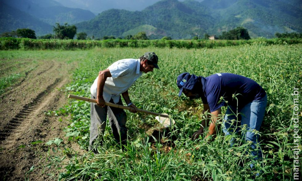 Agricultura familiar é 8ª maior produtora de alimentos do mundo 