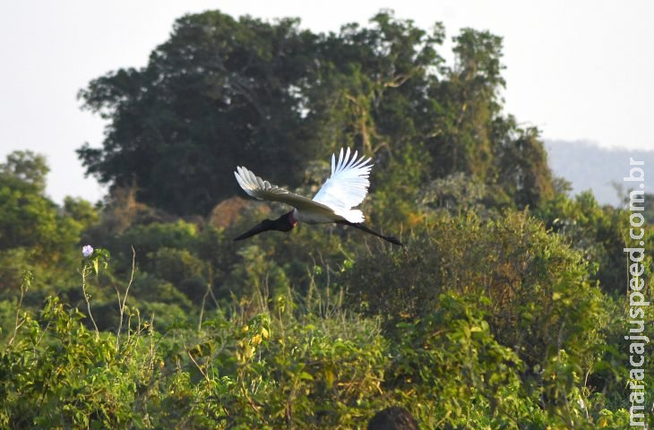 Sustentabilidade e desenvolvimento: Governo de MS suspende licenças de supressão de vegetação nativa no Pantanal