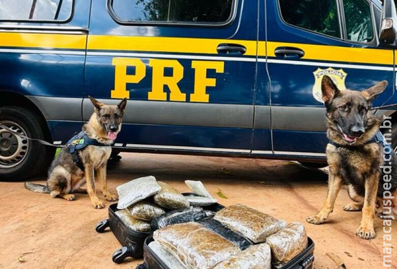 Cães farejadores apontam droga e traficante é preso na BR-262