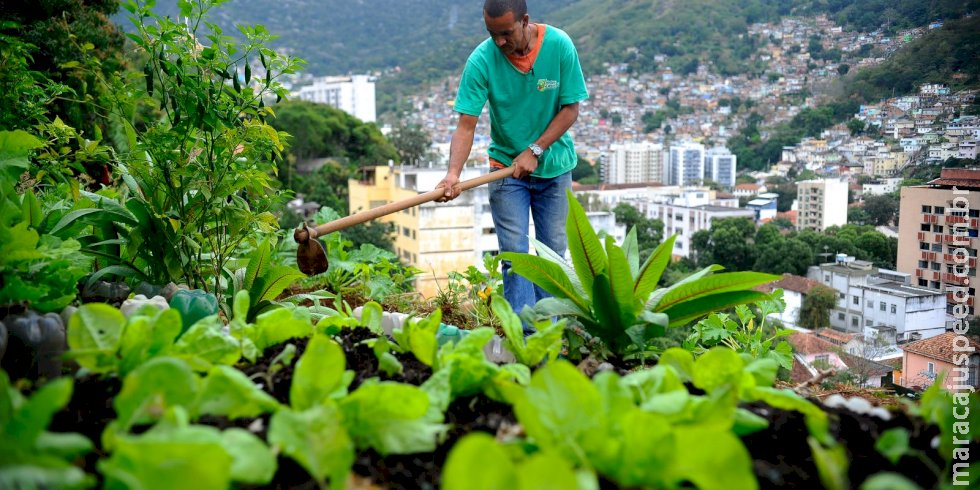 Produção local pode melhorar alimentação em centros urbanos