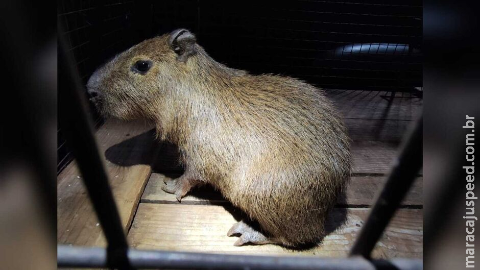 Filhote de capivara é resgatado em boca de fumo em Dourados