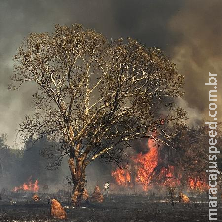 Incêndios consomem mais de 661 Mil Hectares no Pantanal, revela Nota Técnica