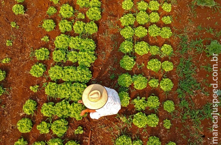 Com 80 mil famílias, MS contempla agricultura familiar com projetos inclusivos e inovadores