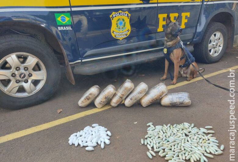 Com auxílio de cães farejadores, polícia apreende drogas em ônibus na BR-262