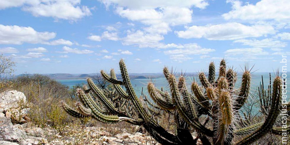 Estudo vê chance de recuperação de meio milhão de hectares de caatinga